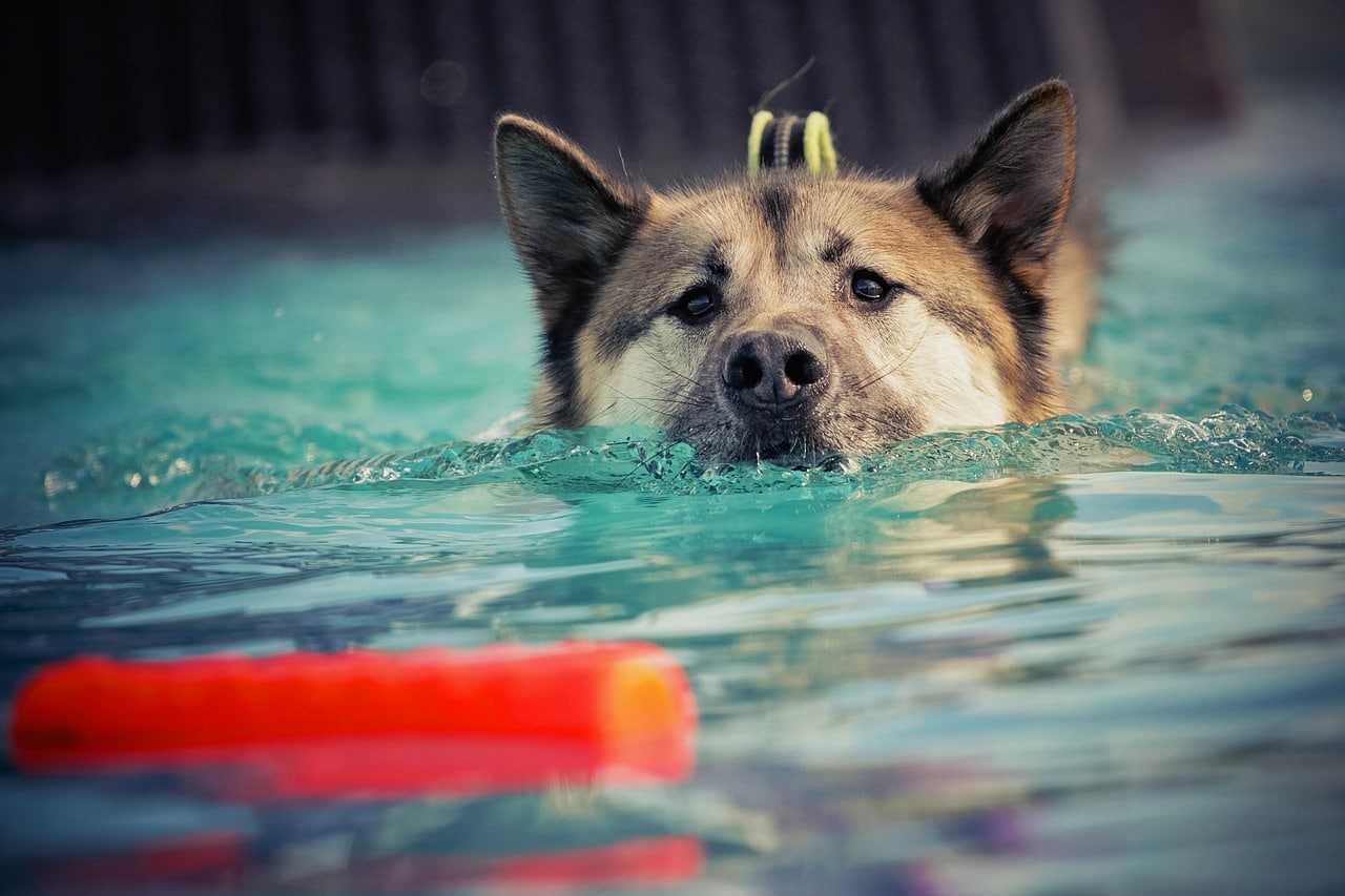 dog, swim, water