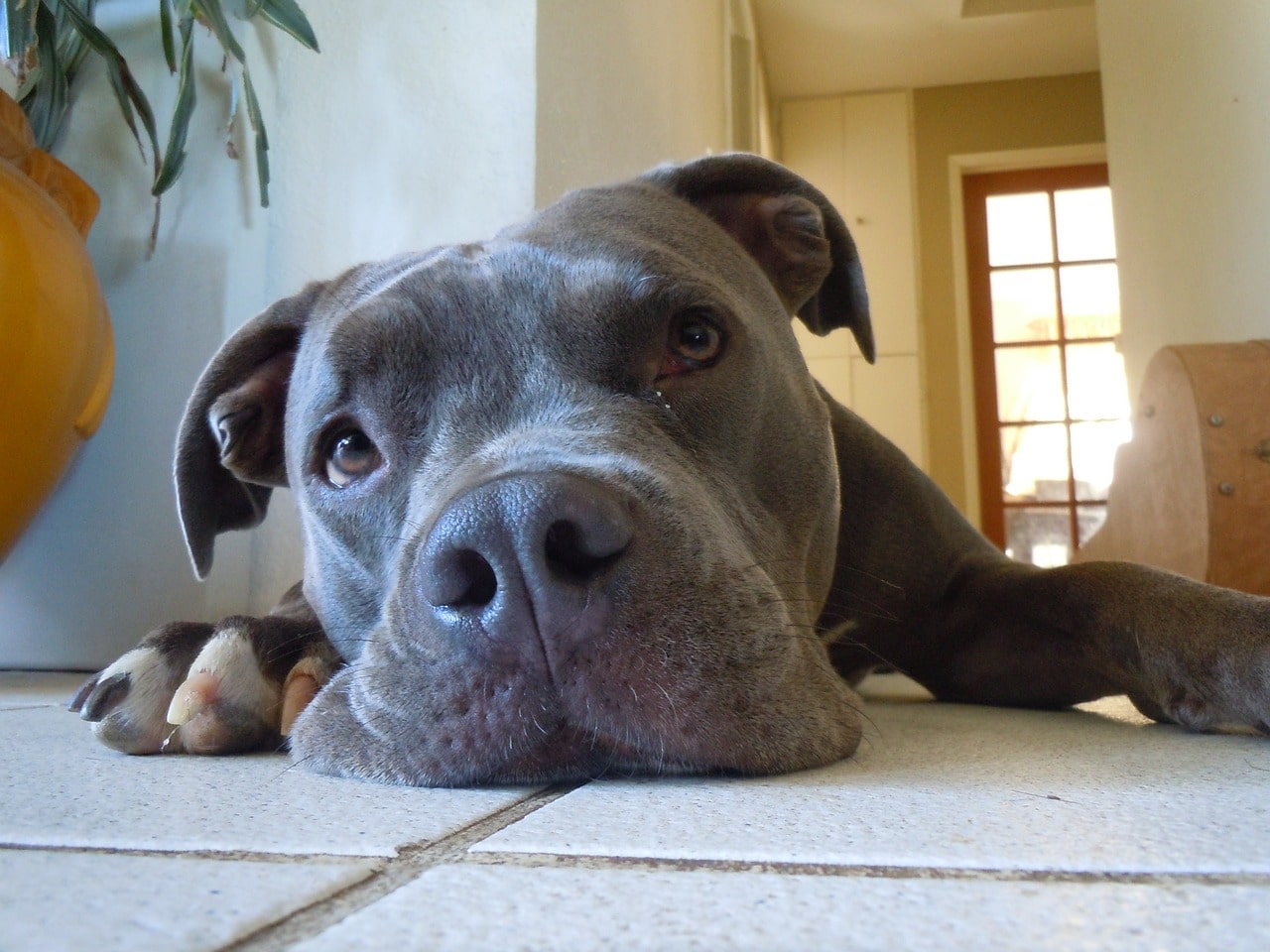 pitbull, dog, thinking
